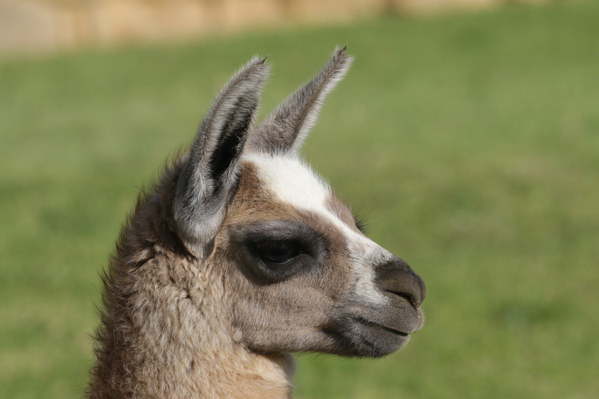 Lama